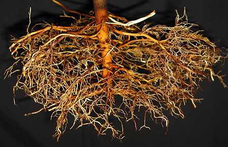 roots after air pruning