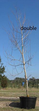 Large Pruning Cutsmaintenance Landscape Plants Edward F Gilman Uf Ifas