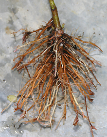 straight lateral maple roots