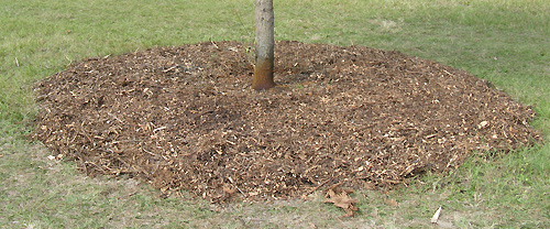 mulch 2 to 4 inches thick around root ball