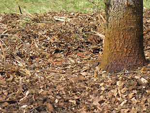 Planting Landscape Plants Edward F