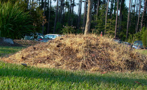 over mulched tree