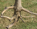 core root system