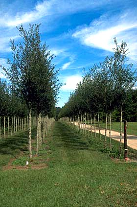 quality field grown shade tree