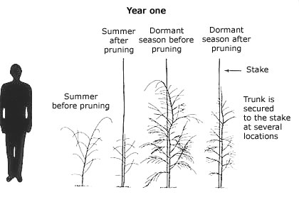 year one pruning illustration