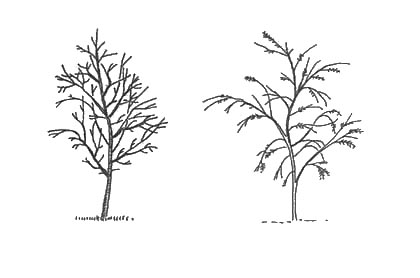 dominant trunk tree illustration