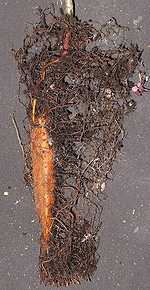 roots grown from taproot on just one side