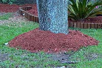 Mulch piled against a tree trunk