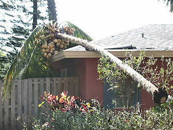 wind blown coconut palm