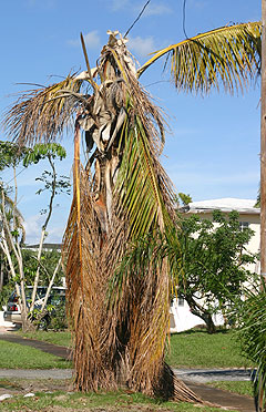 damaged coconut palm