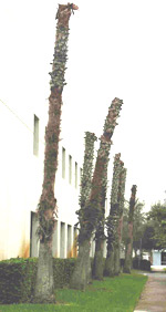 washington palms