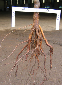roots directed downwards
