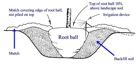 Planting hole - Planting - Landscape plants - Edward F. Gilman - UF/IFAS