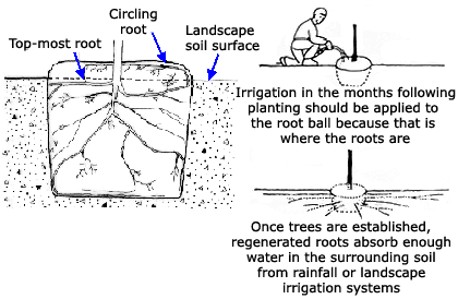 circling root illustration