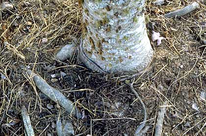 surface roots