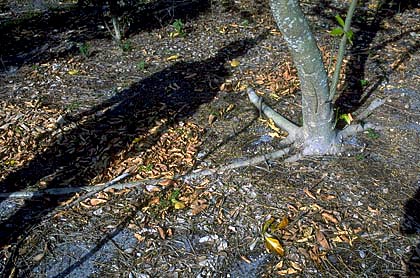 main roots visible at surface