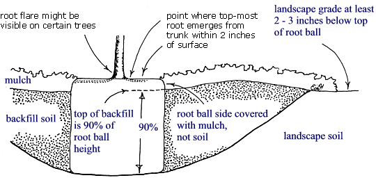 Tree Root Depth Chart