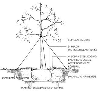 planting tree illustration