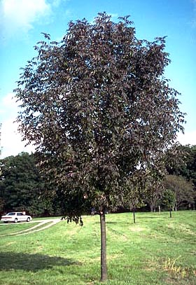 ash tree
