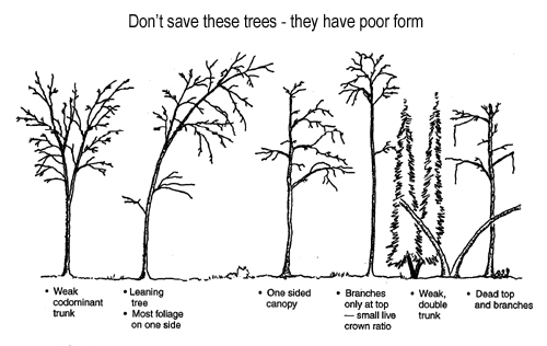 illustration of trees not to save