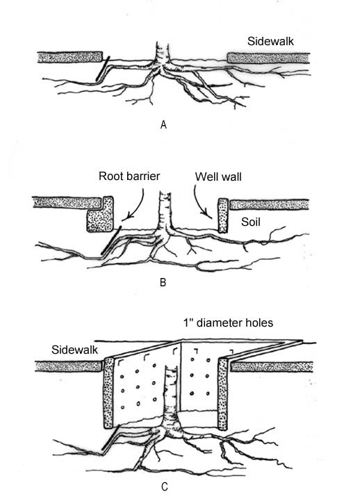 sidewalk root illustration