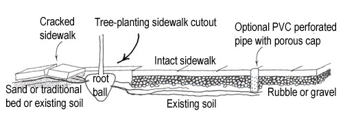 promoting root growth illustration