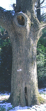 trunk in decay after large branch removed