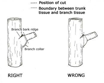 pruning cut illustration