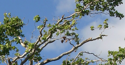 broken tree branch