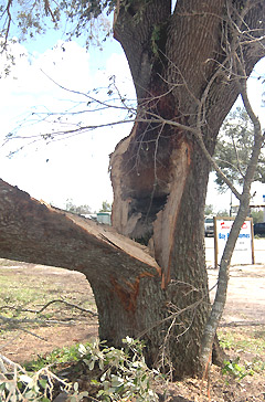 stem missing from tree