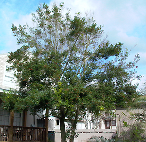 defoliated tree