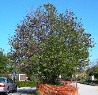 defoliated tree