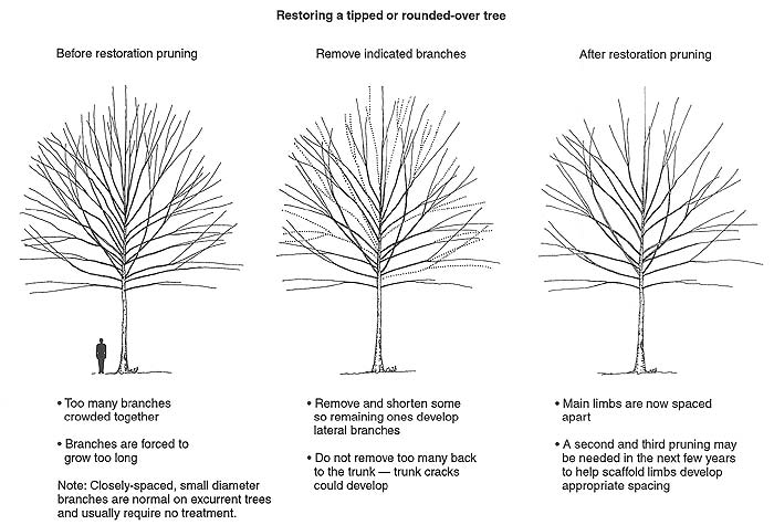 restoring tipped trees illustration