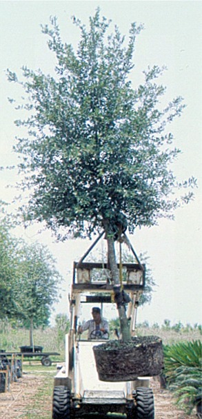 container grown tree