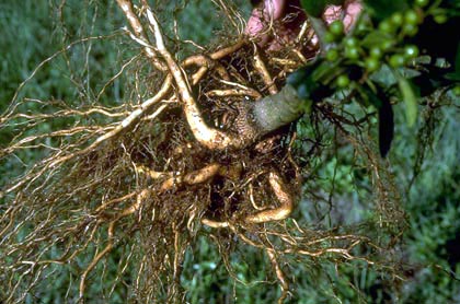 deflected root system