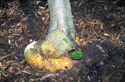 severe girdling on young tree