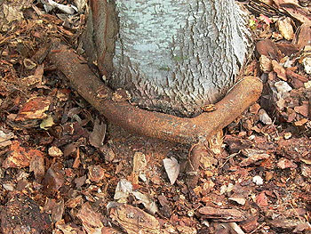 Girdling root around a trunk