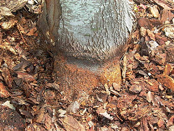 Trunk with girdling root removed