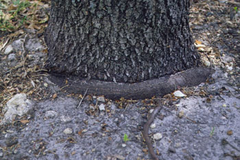 Root girdling trunk