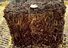 good quality root system