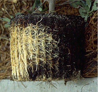 one sided root system