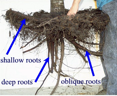 root ball from well-drained soil