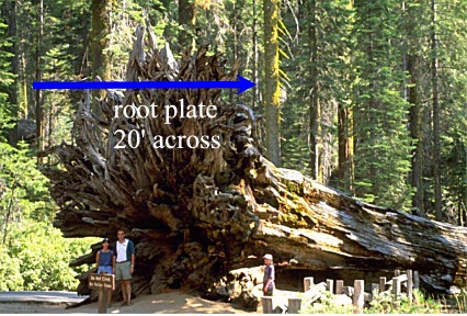 20 feet  sequoia root plate