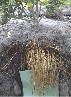 shrub roots at surface
