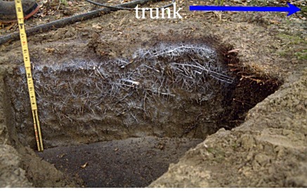 tree root system