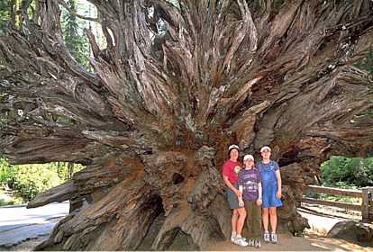 old tree root system