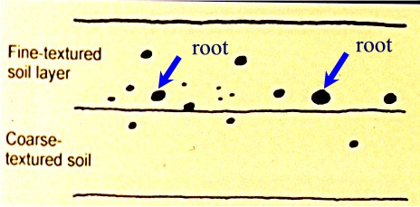 roots between soil layers diagram