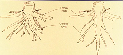 root system illustration