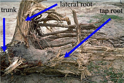 pine tap root
