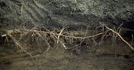 soil layering and tree roots
